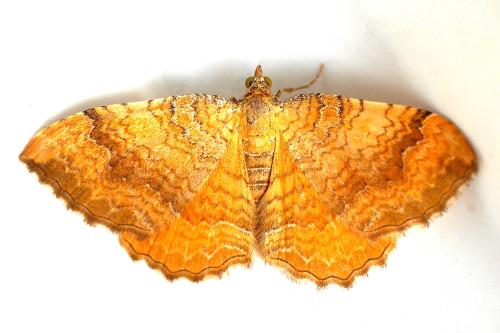 Réf. 346 286 : Camptogramma bilineata